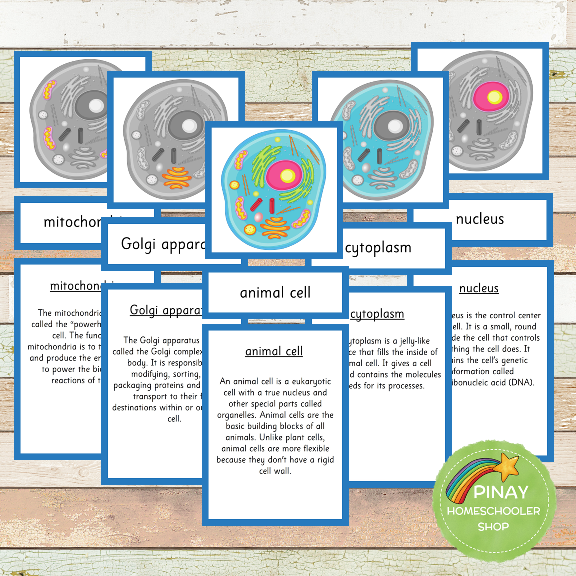 Parts of an Animal Cell