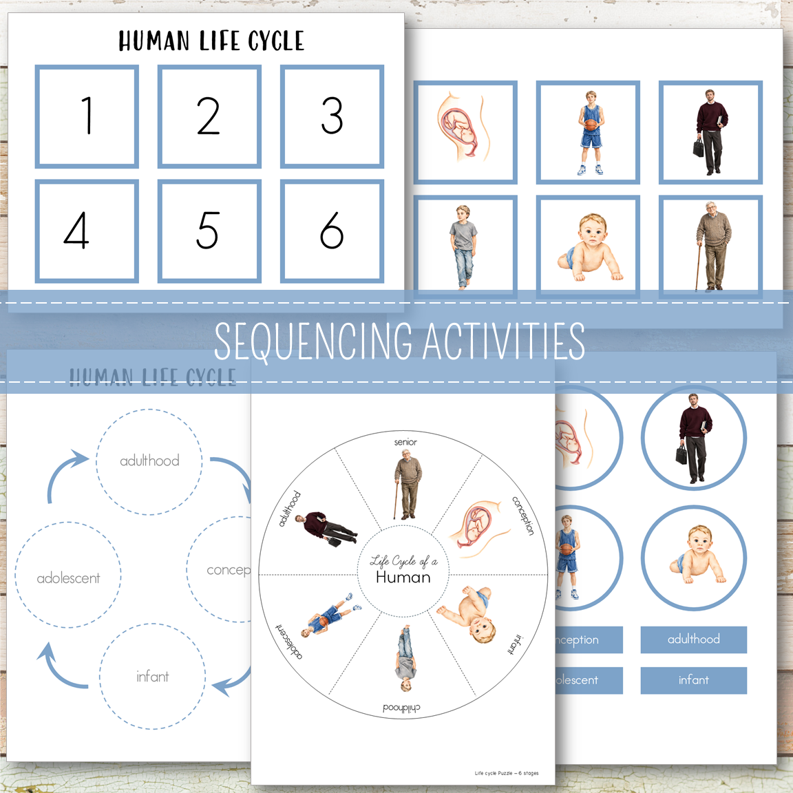 Human Male Life Cycle - Montessori Inspired