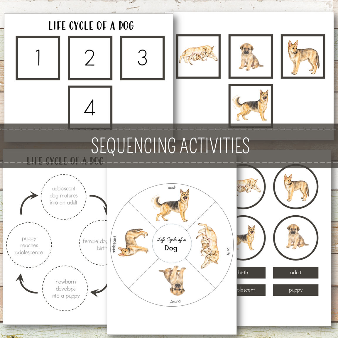 Dog Life Cycle - Montessori Inspired