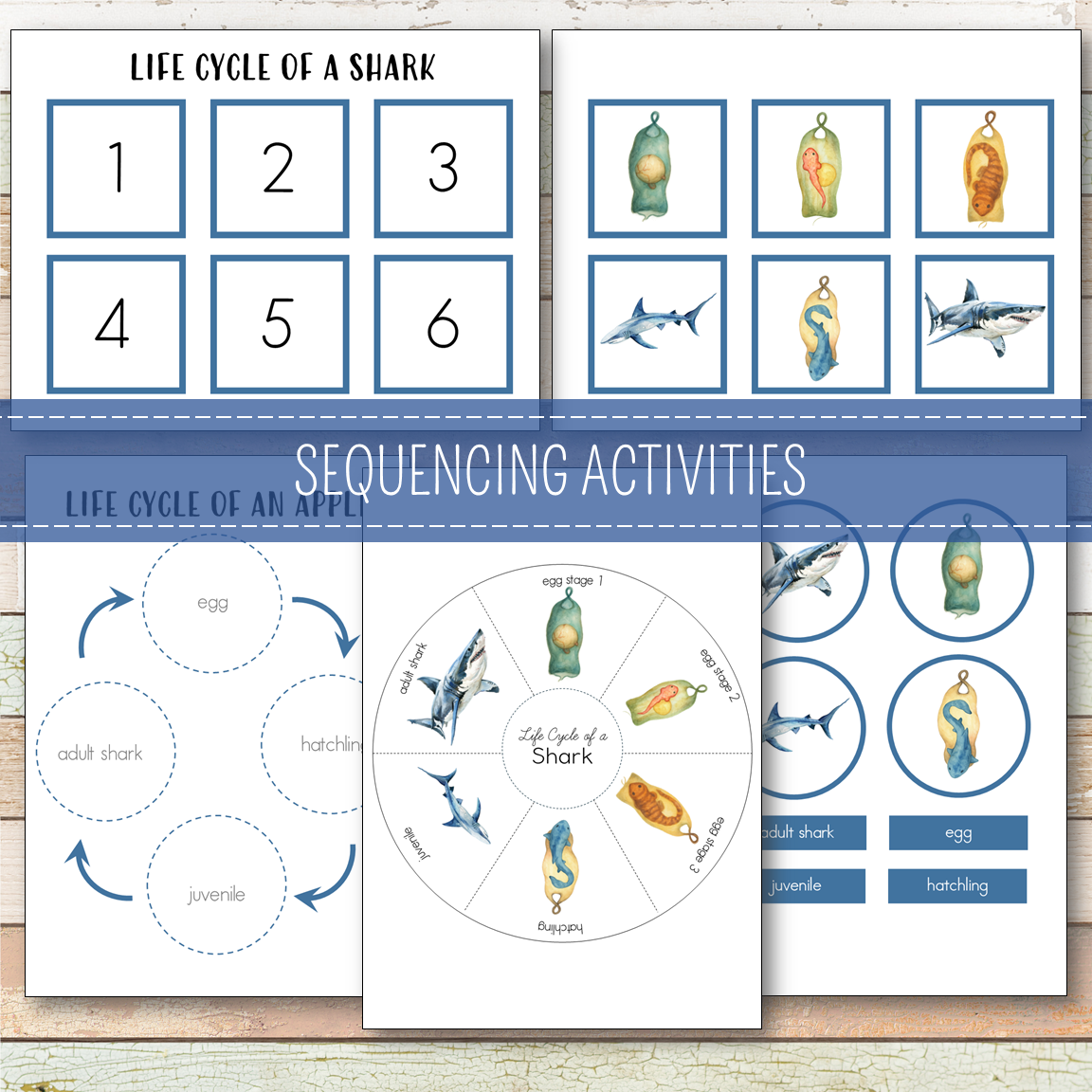 Shark Life Cycle Montessori Inspired