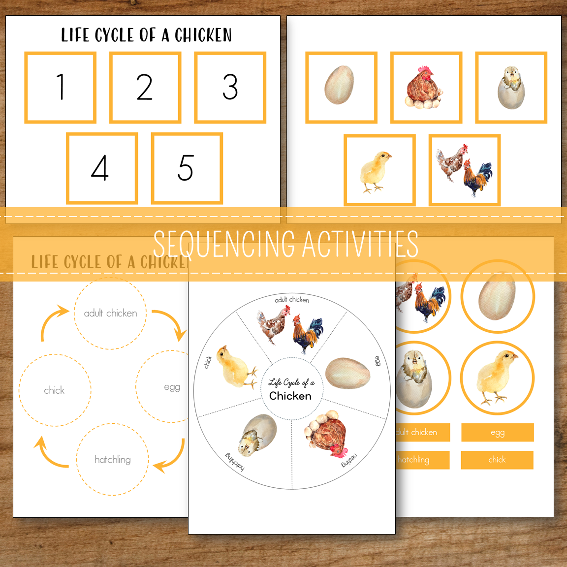 Chicken Life Cycle Montessori Inspired