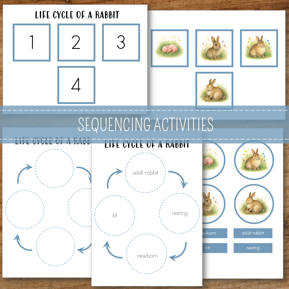 Rabbit Life Cycle Activity Set