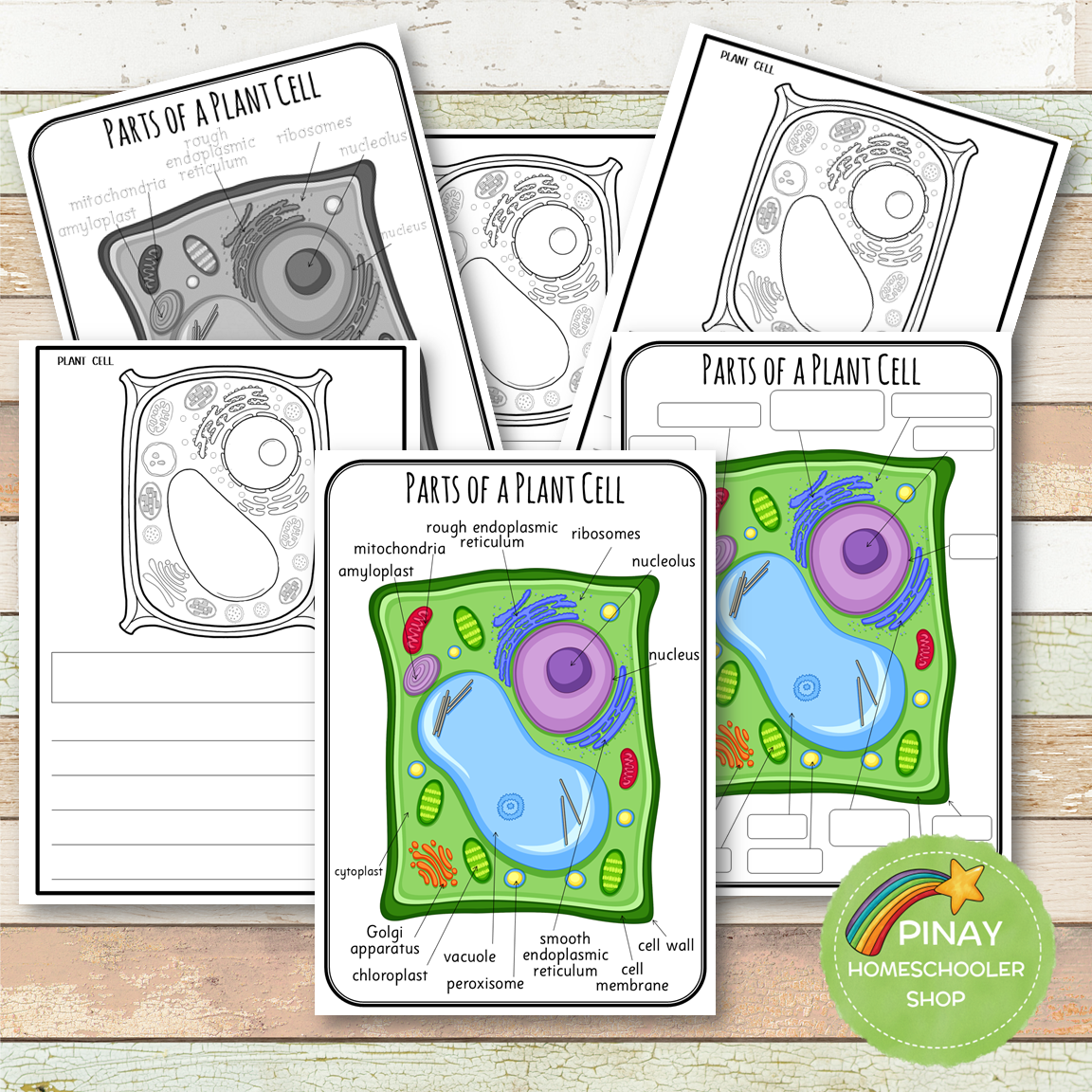 Parts of a Plant Cell Montessori 3 Part Cards | 4 Part Cards
