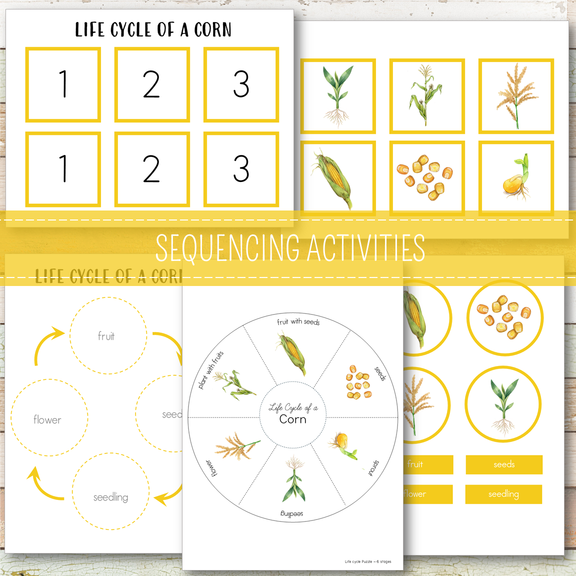 Corn Life Cycle - Montessori Inspired
