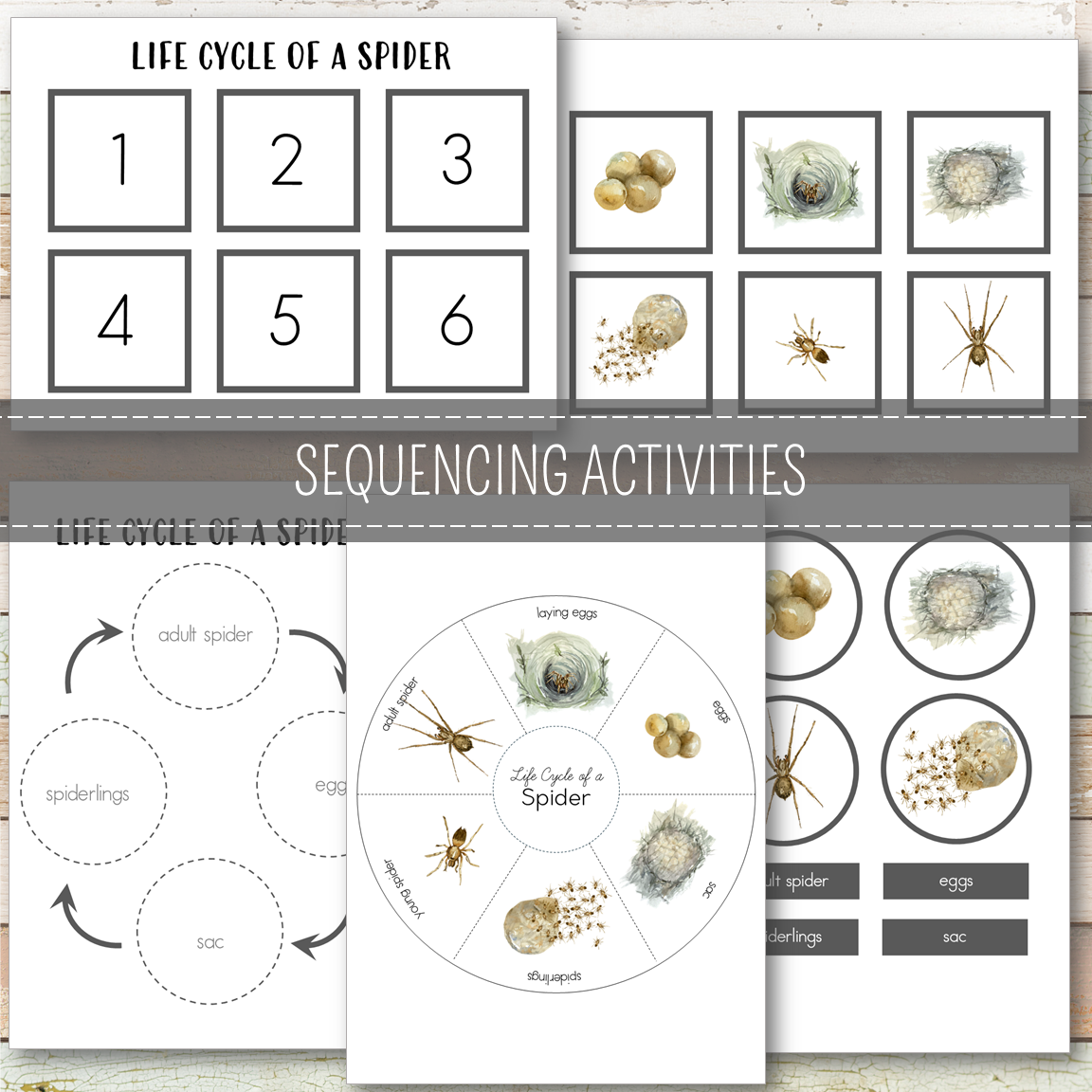 Spider Life Cycle Montessori Inspired