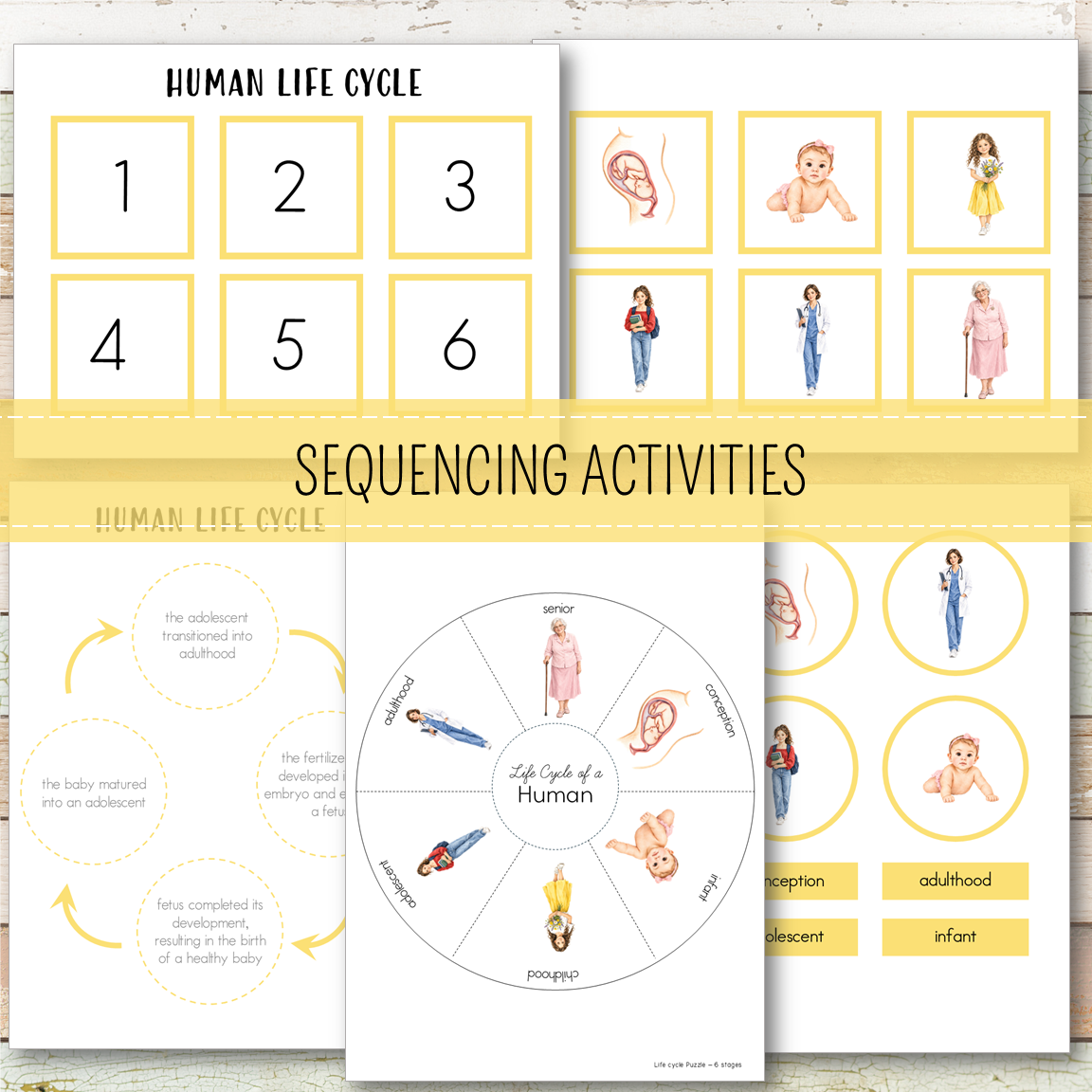 Human Female Life Cycle - Montessori Inspired