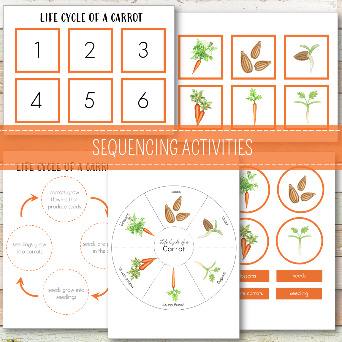 Carrot Life Cycle - Montessori Inspired