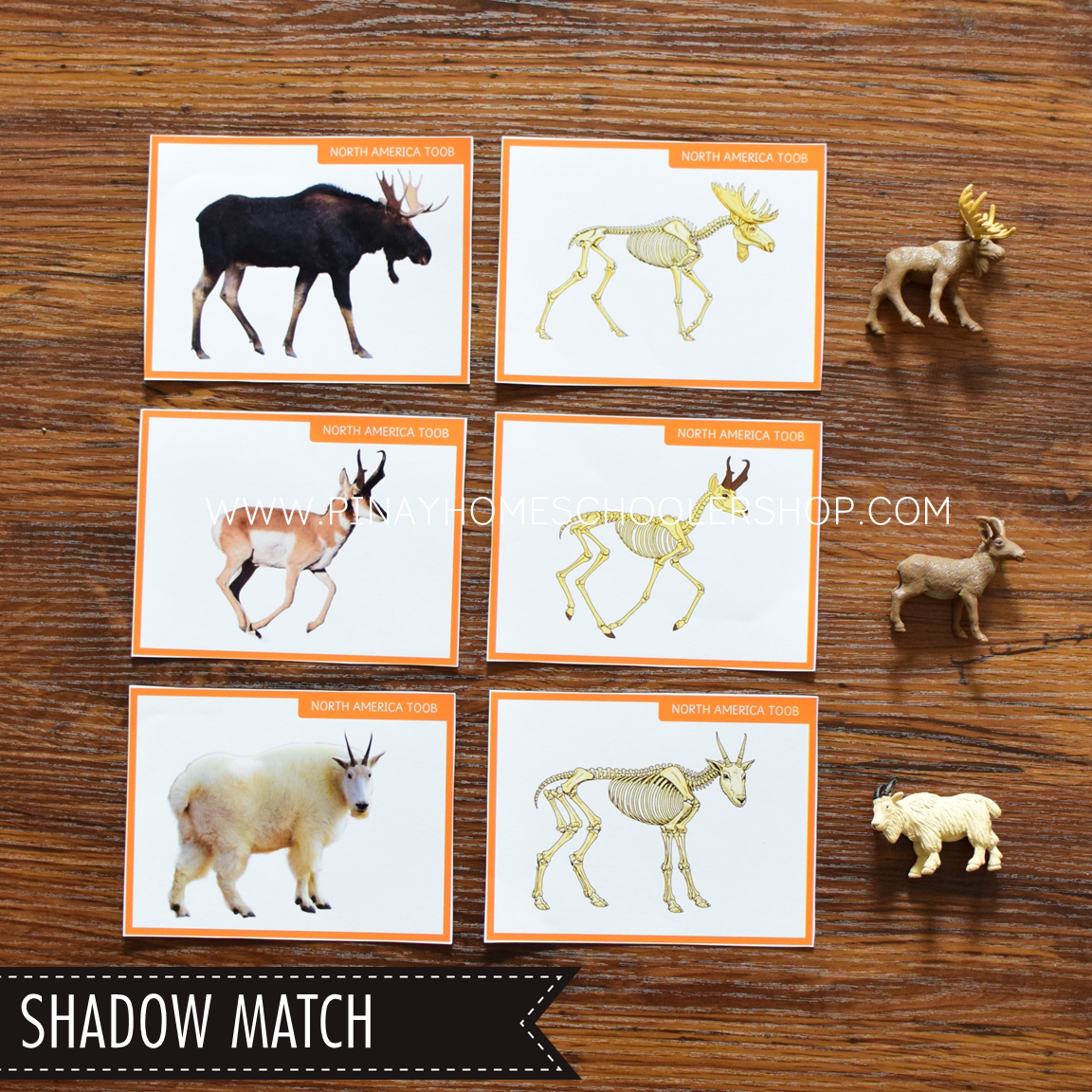 North America Toob Activity Pack - Safari Toob