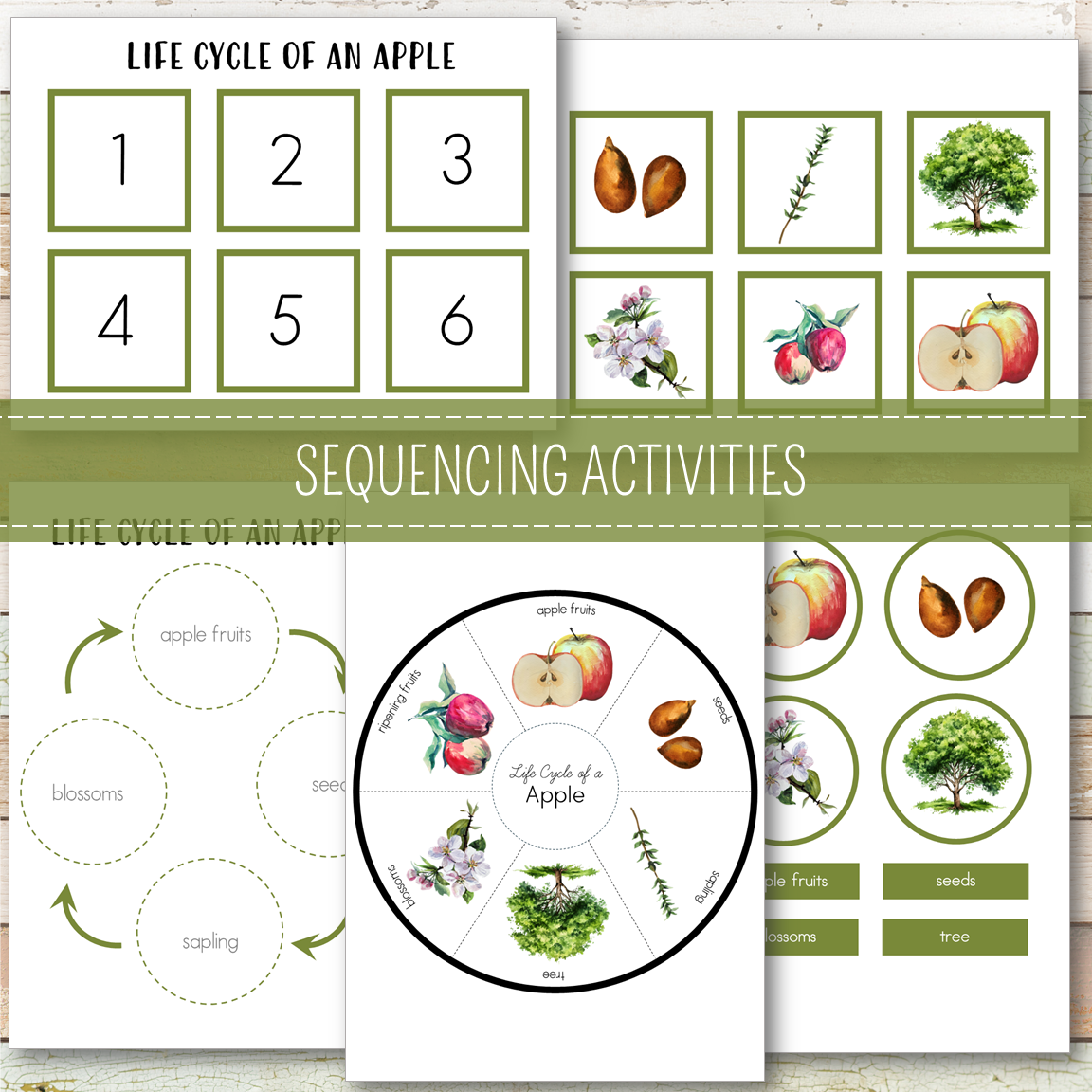 Apple Life Cycle Montessori Inspired