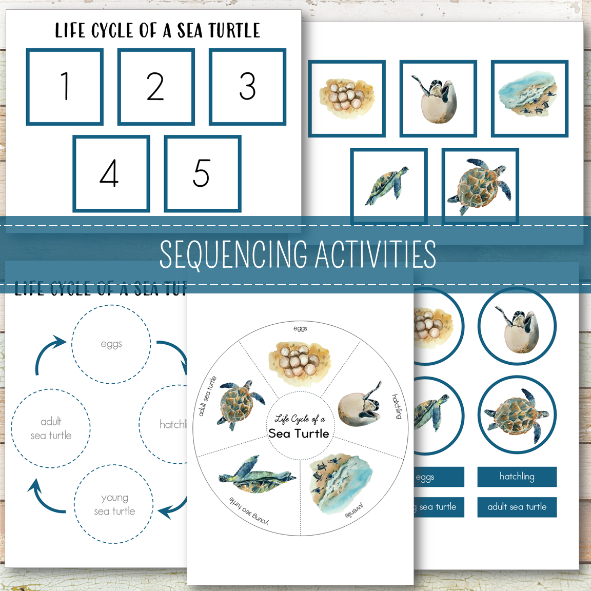 Sea Turtle Life Cycle Montessori Inspired