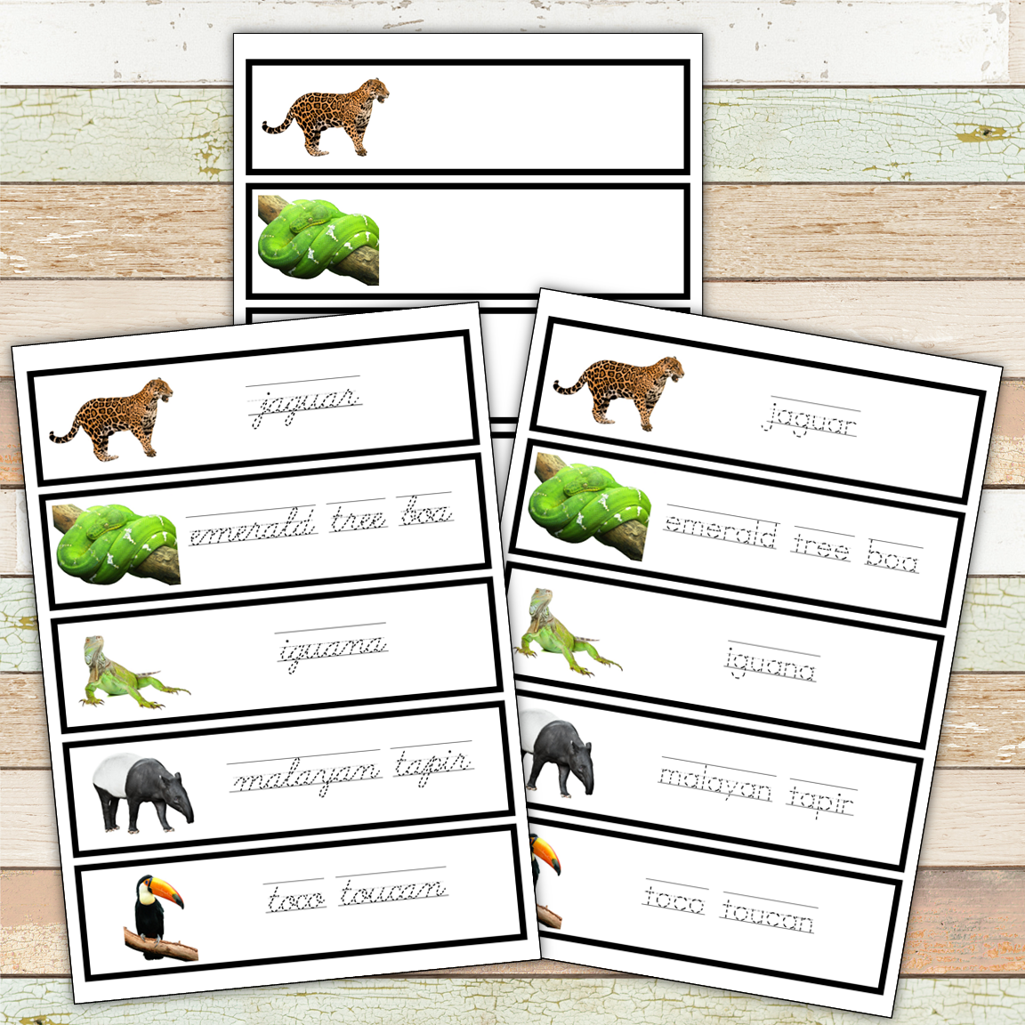 Montessori Rainforest Toob 3 Part Cards [EDITABLE]