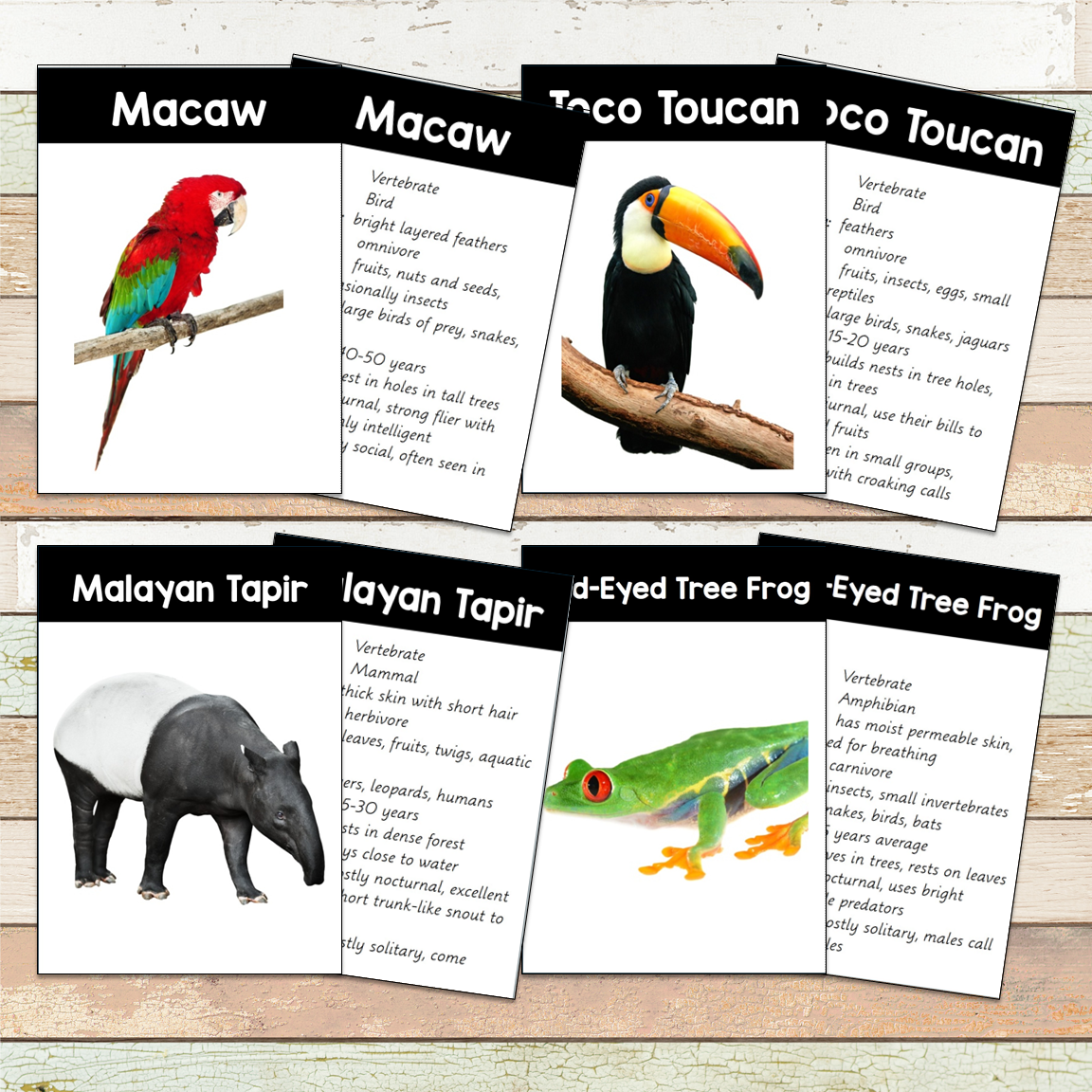 Montessori Rainforest Toob 3 Part Cards [EDITABLE]