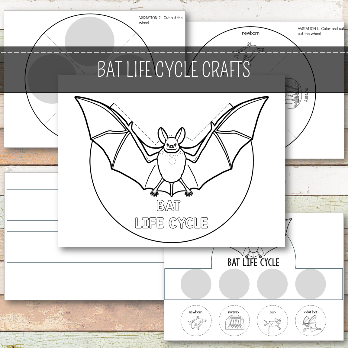 Bat Life Cycle Montessori Inspired