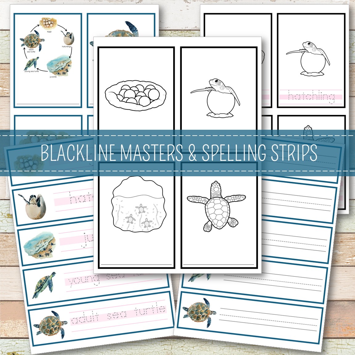 Sea Turtle Life Cycle Montessori Inspired