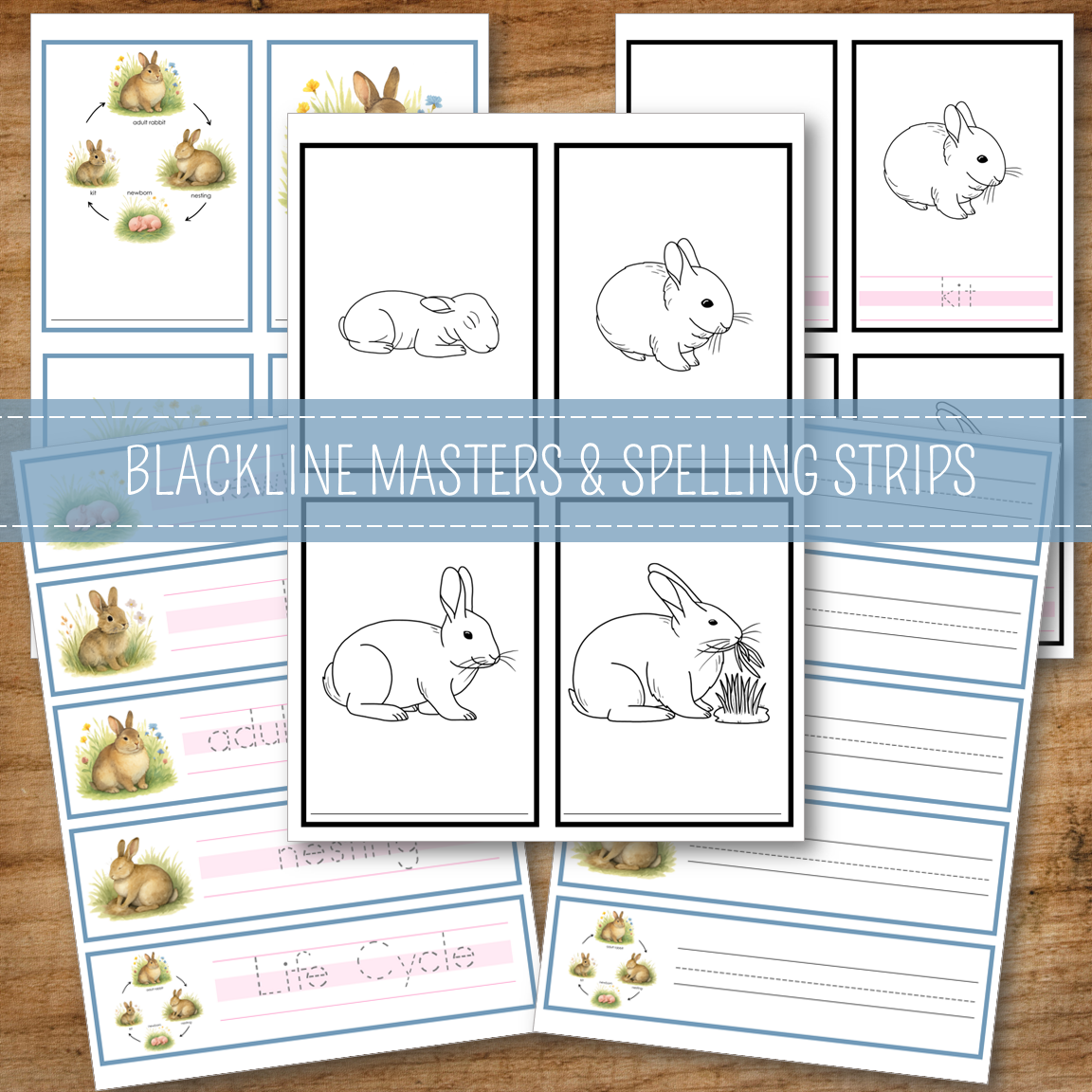 Rabbit Life Cycle Activity Set