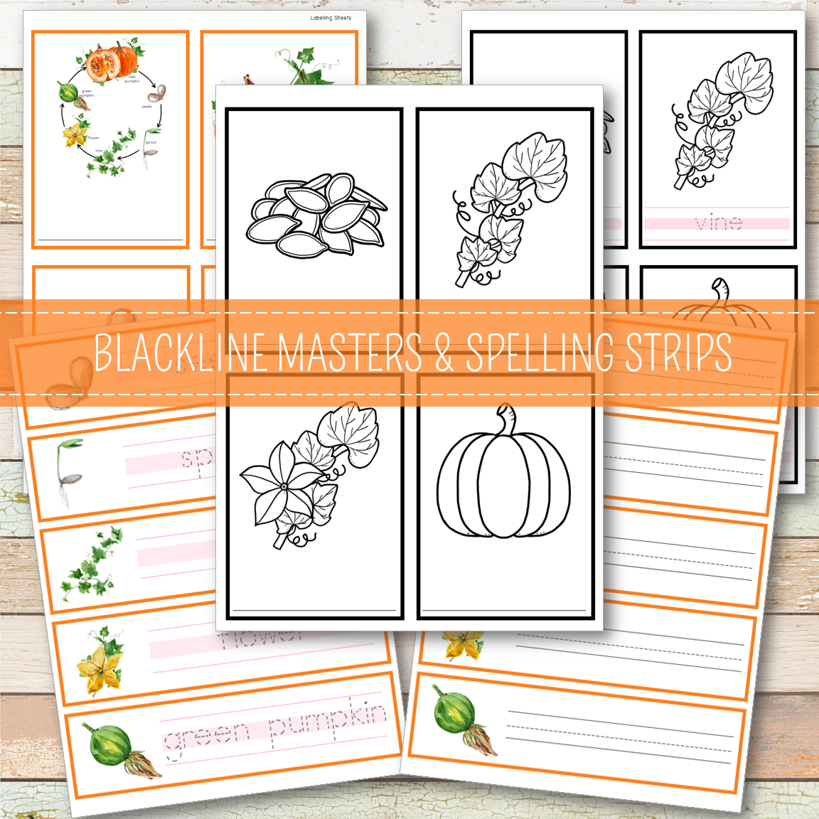 Pumpkin Life Cycle Set - Preschool & Kindergarten
