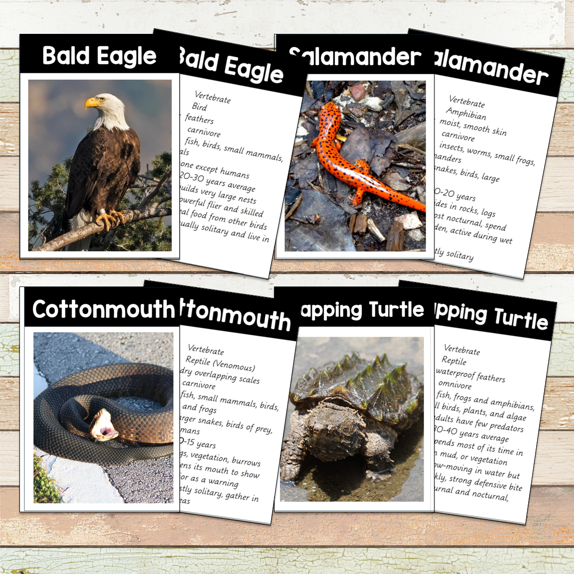Montessori River Toob 3 Part Cards