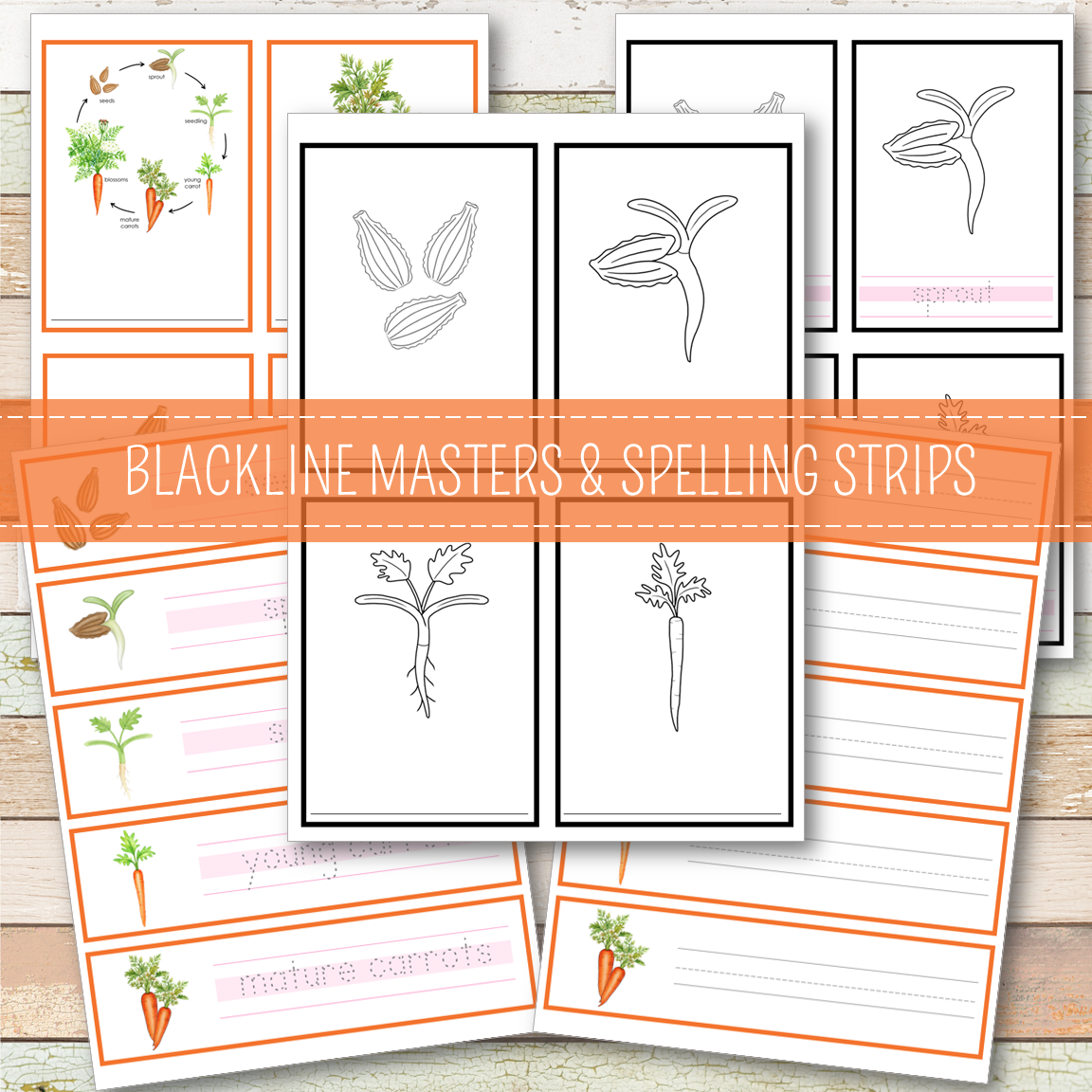 Carrot Life Cycle - Montessori Inspired