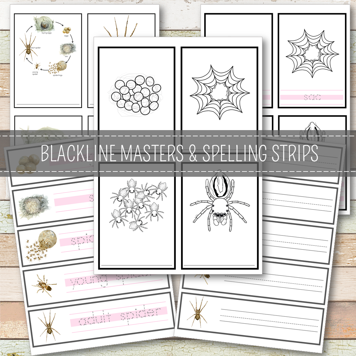 Spider Life Cycle Montessori Inspired