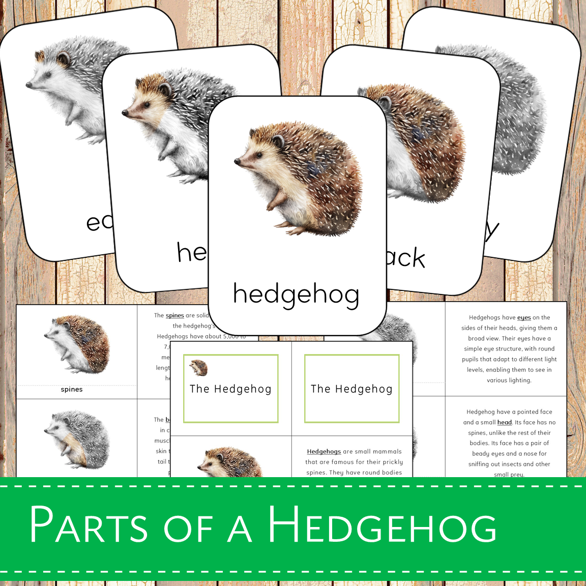 Montessori Parts of a Hedgehog 3 Learning Pack