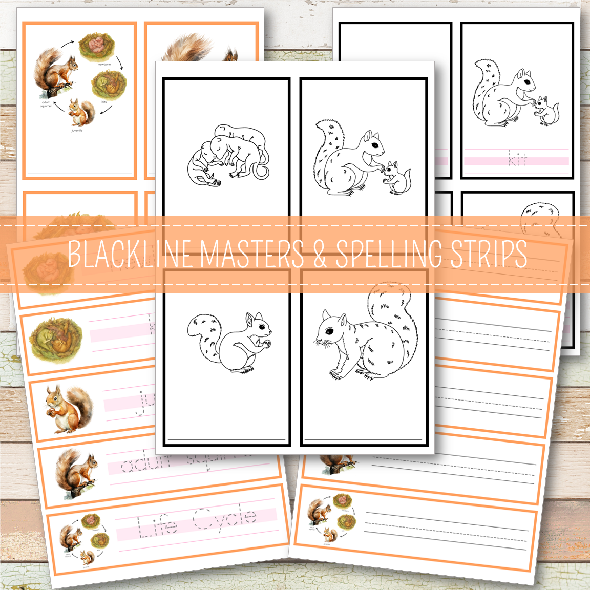 Squirrel Life Cycle Montessori Inspired