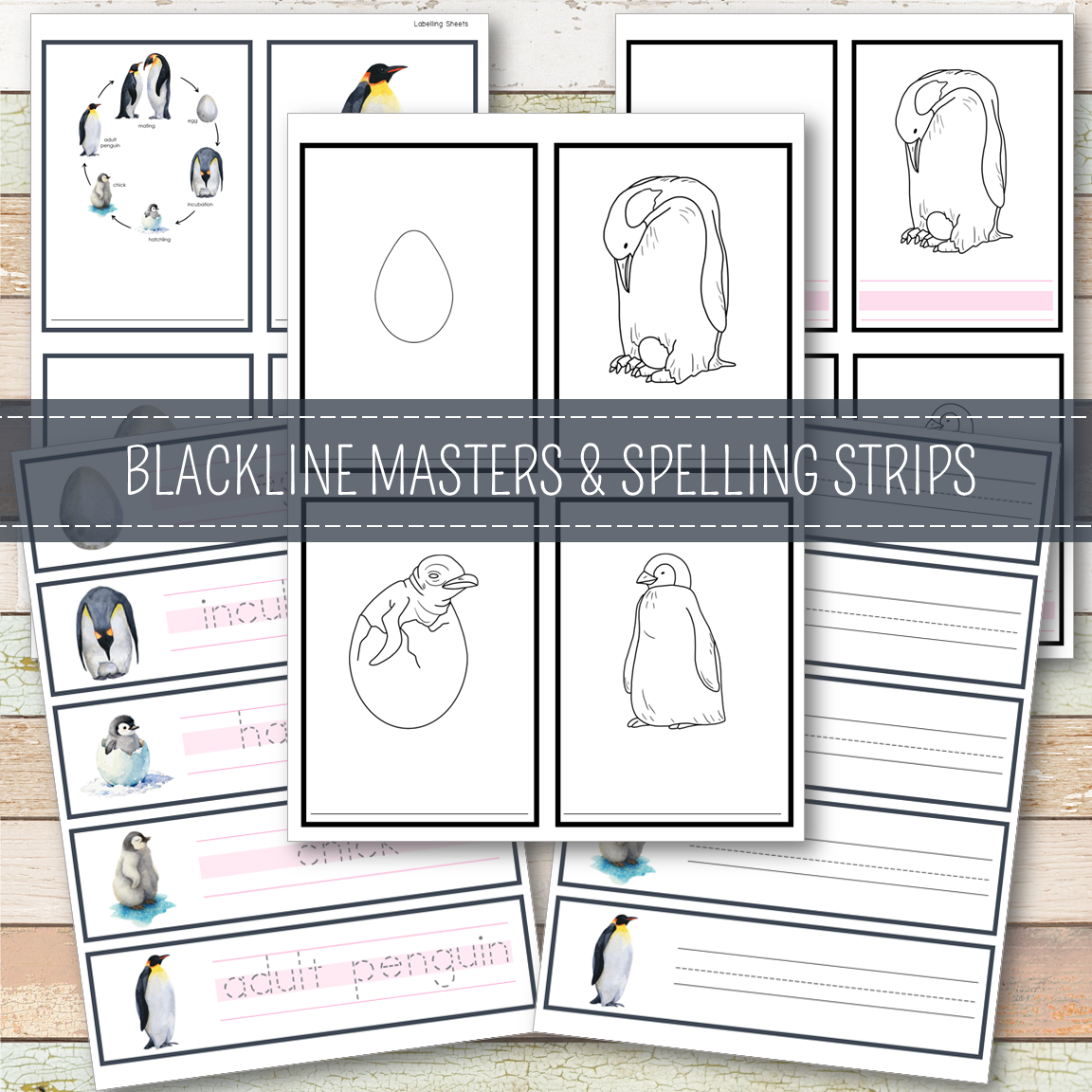 Penguin Life Cycle - Montessori Inspired