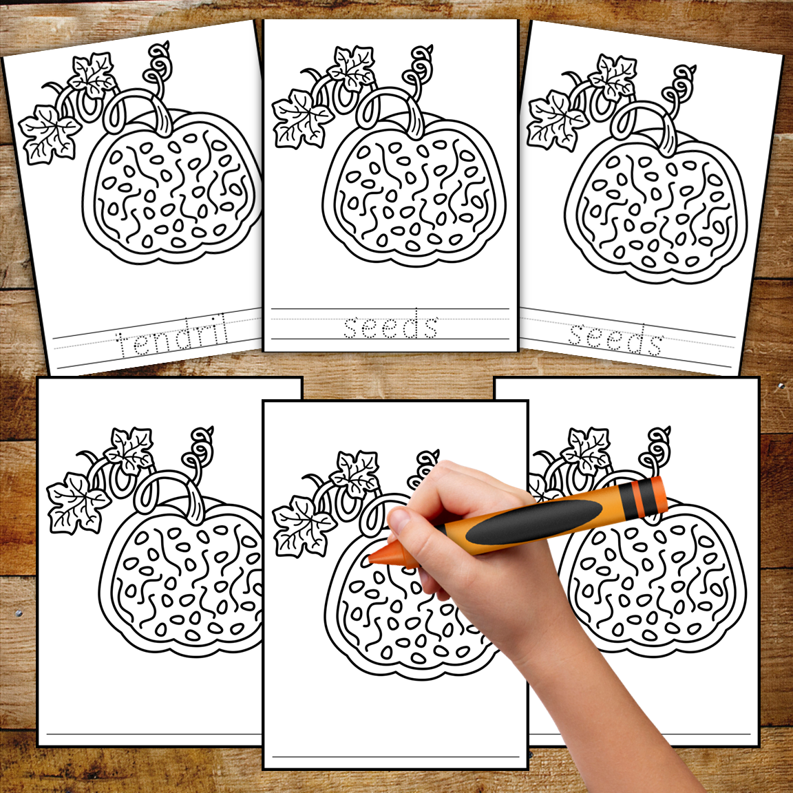 Parts of a Pumpkin - Montessori Inspired
