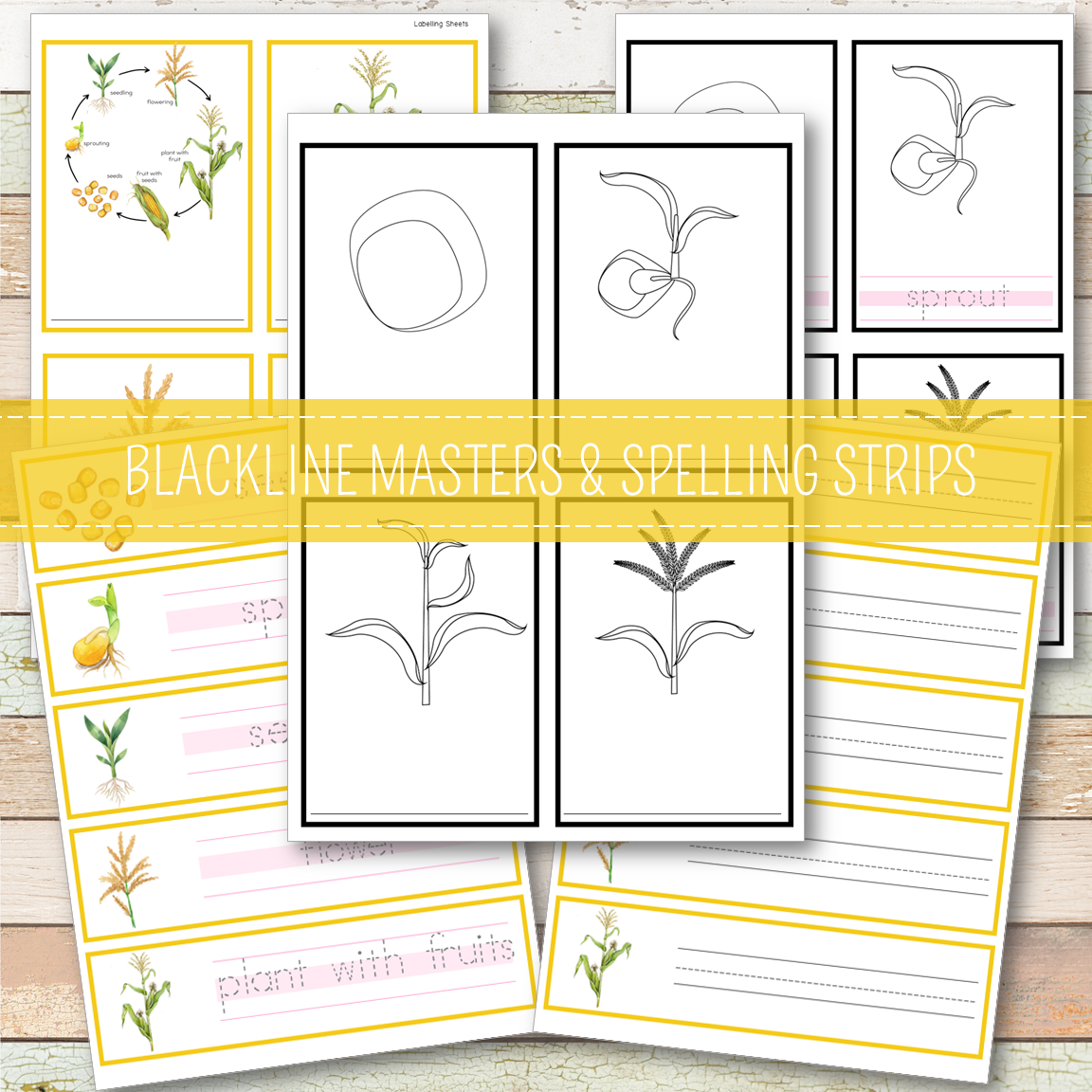 Corn Life Cycle - Montessori Inspired