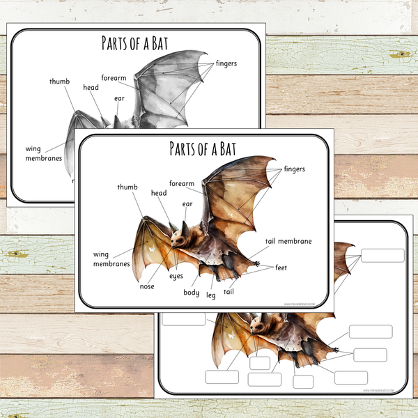 Montessori Parts of a Bat Learning Pack