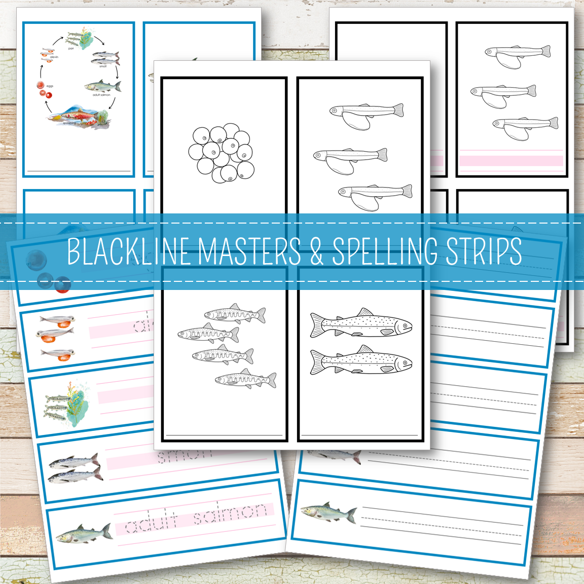 Salmon Life Cycle Activity Set
