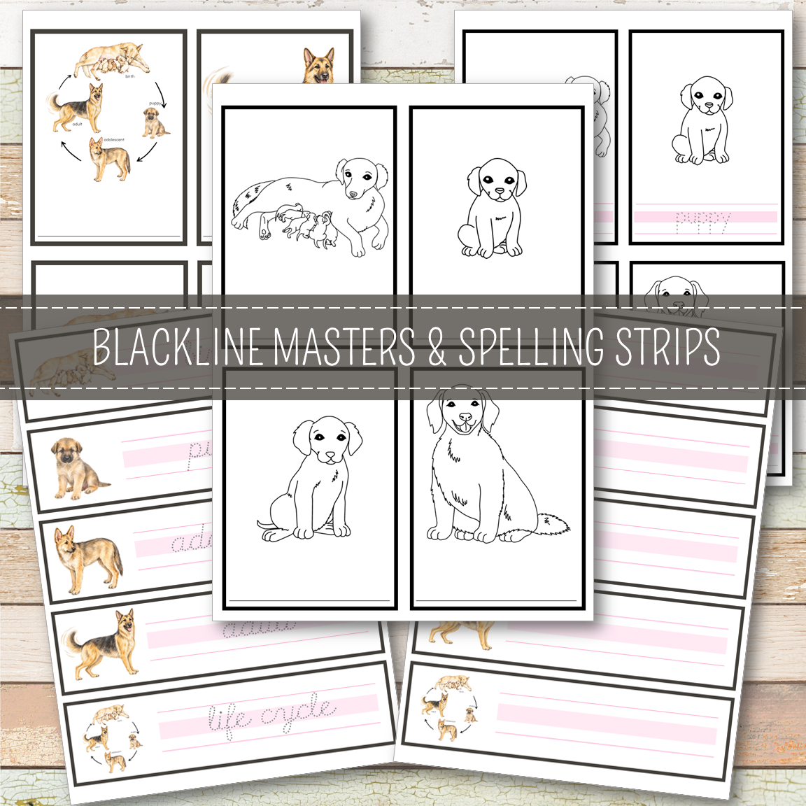 Dog Life Cycle - Montessori Inspired