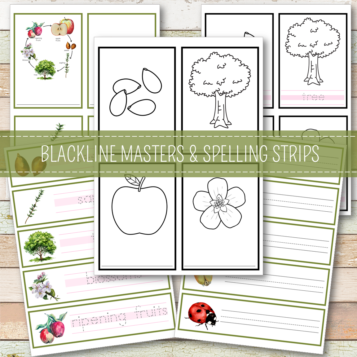 Apple Life Cycle Montessori Inspired