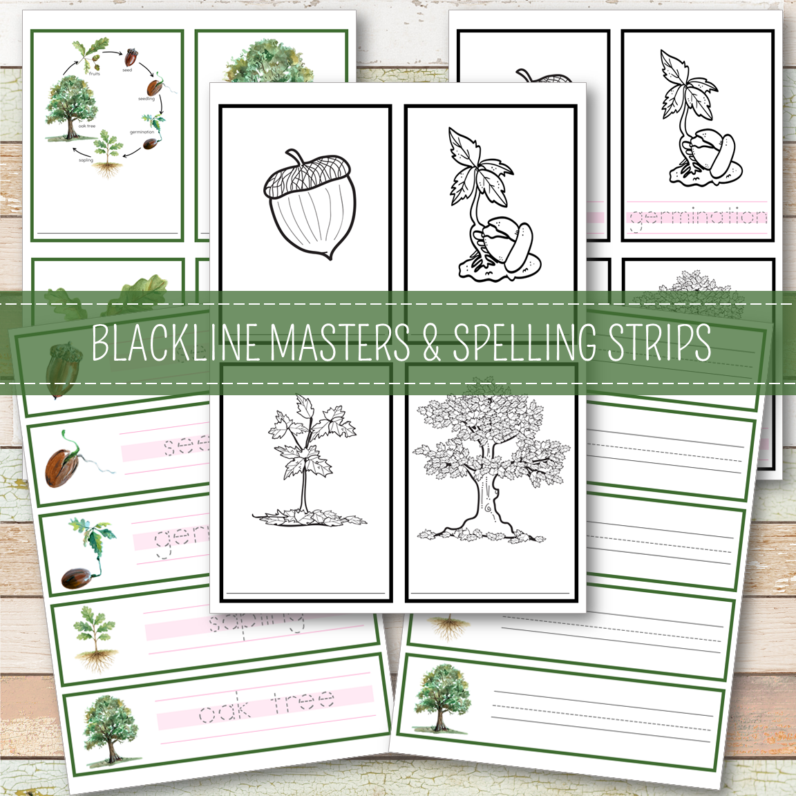 Oak Tree Life Cycle Montessori Inspired
