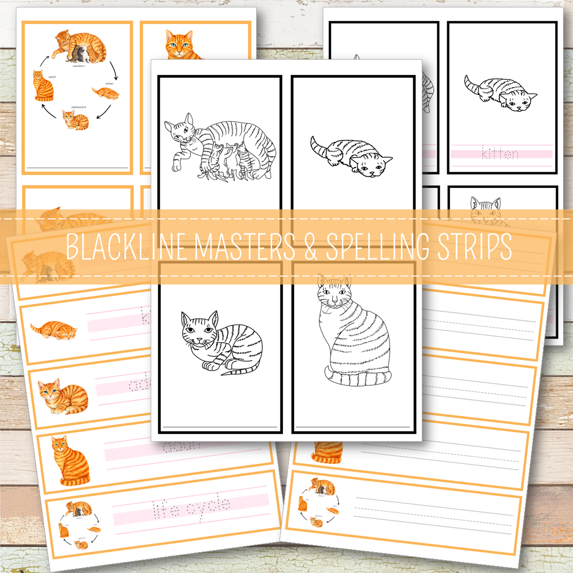 Cat Life Cycle - Montessori Inspired