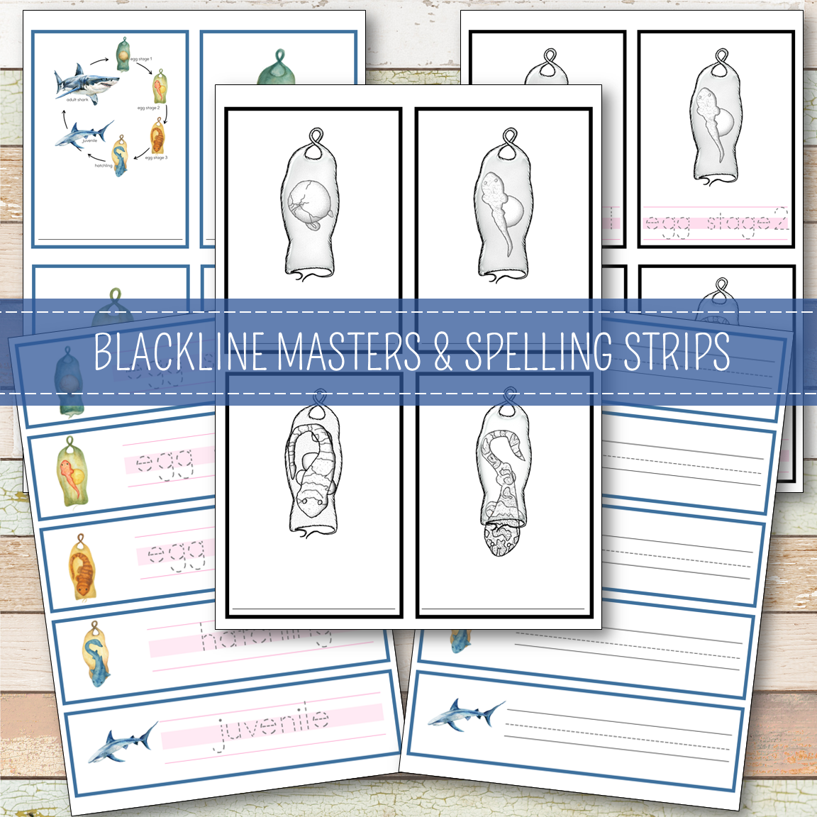 Shark Life Cycle Montessori Inspired