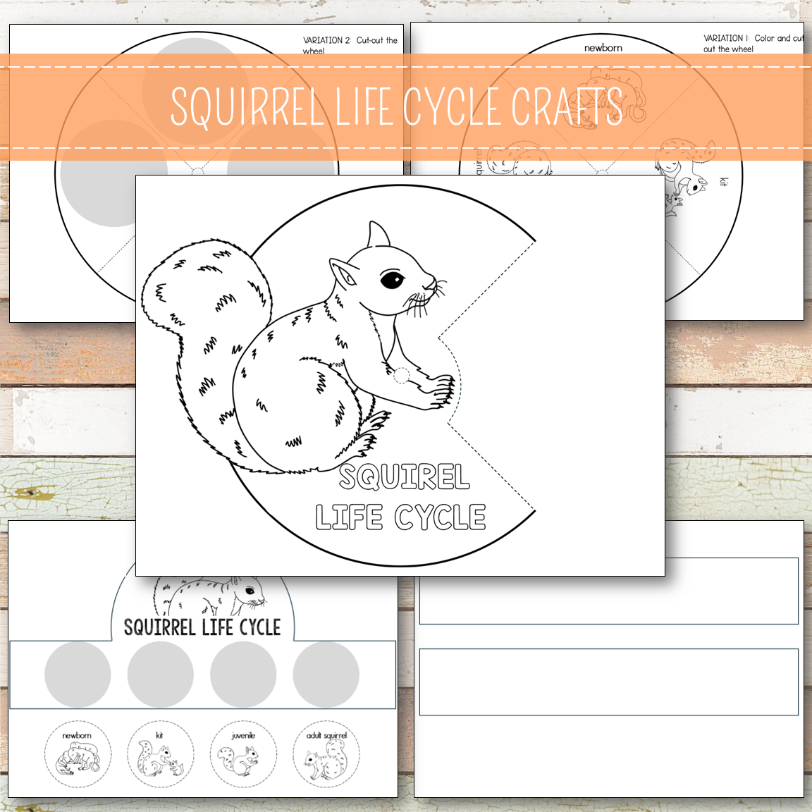 Squirrel Life Cycle Montessori Inspired