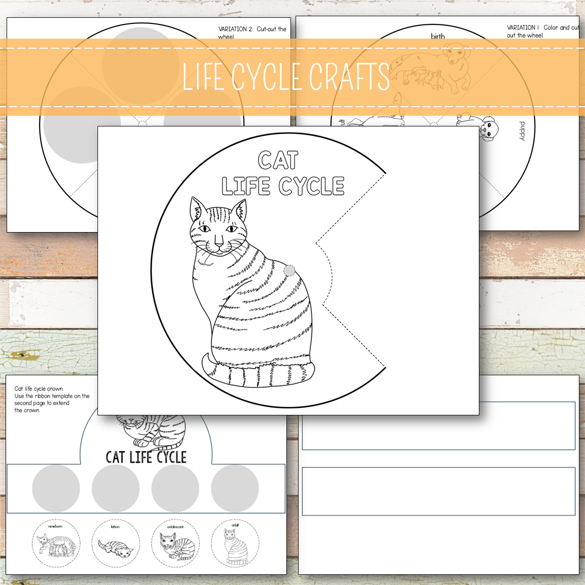 Cat Life Cycle - Montessori Inspired