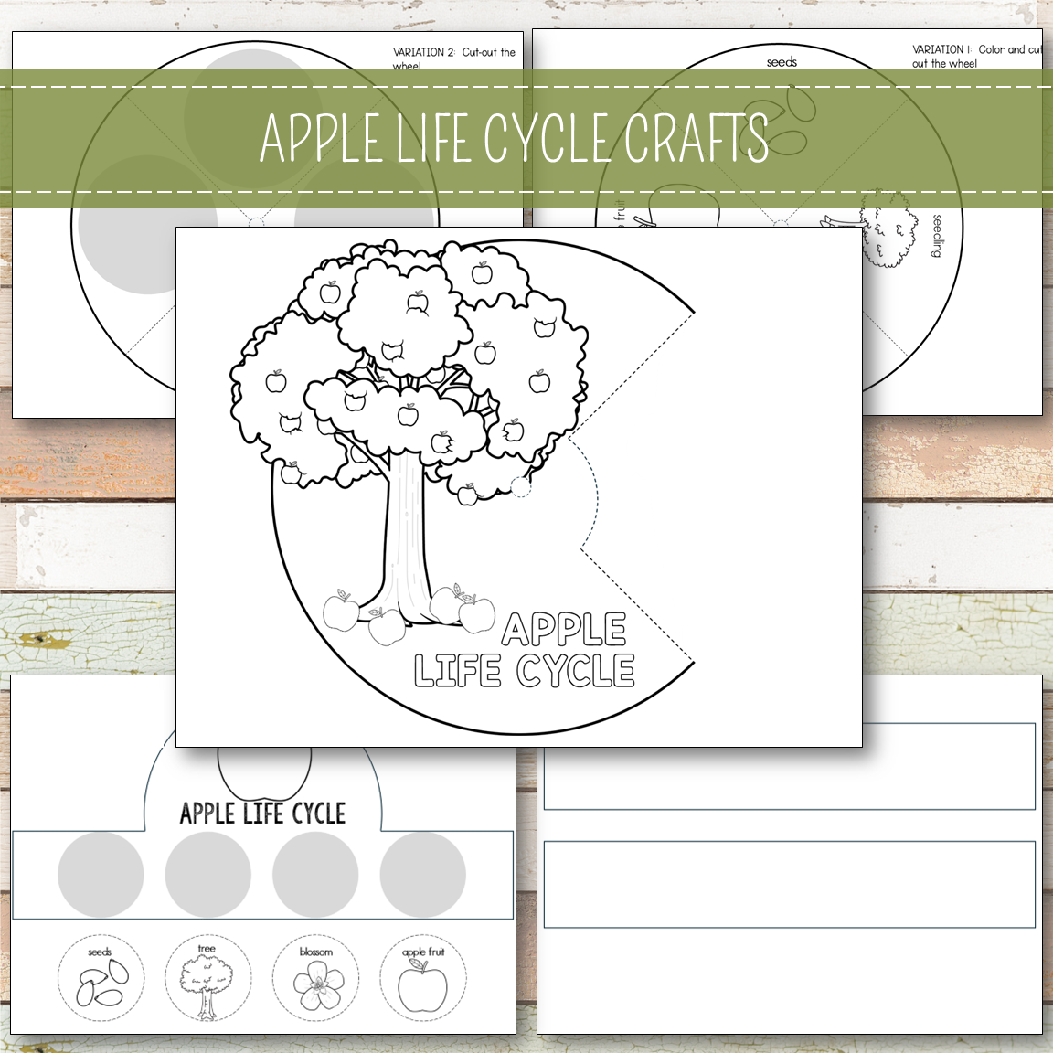 Apple Life Cycle Montessori Inspired