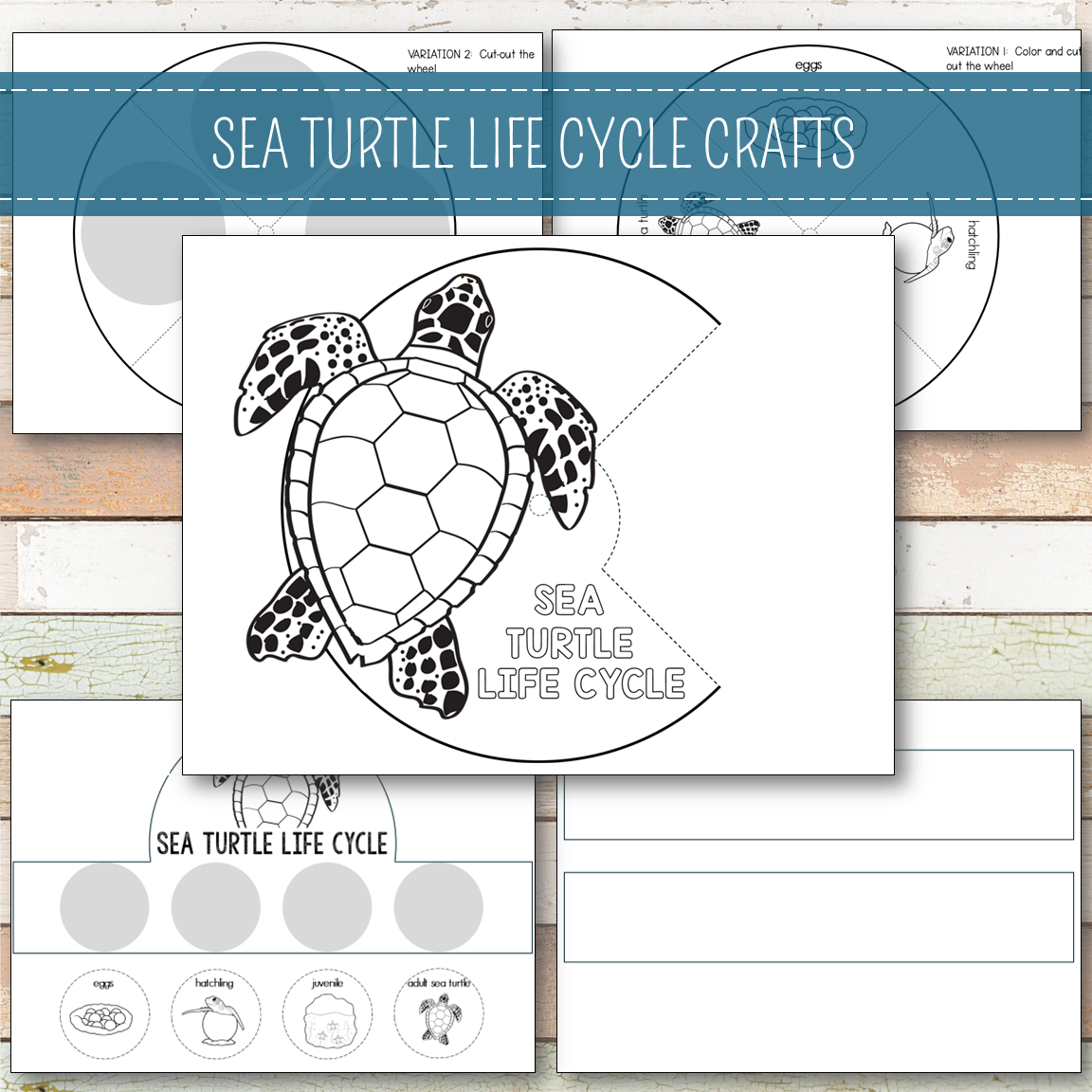 Sea Turtle Life Cycle Montessori Inspired