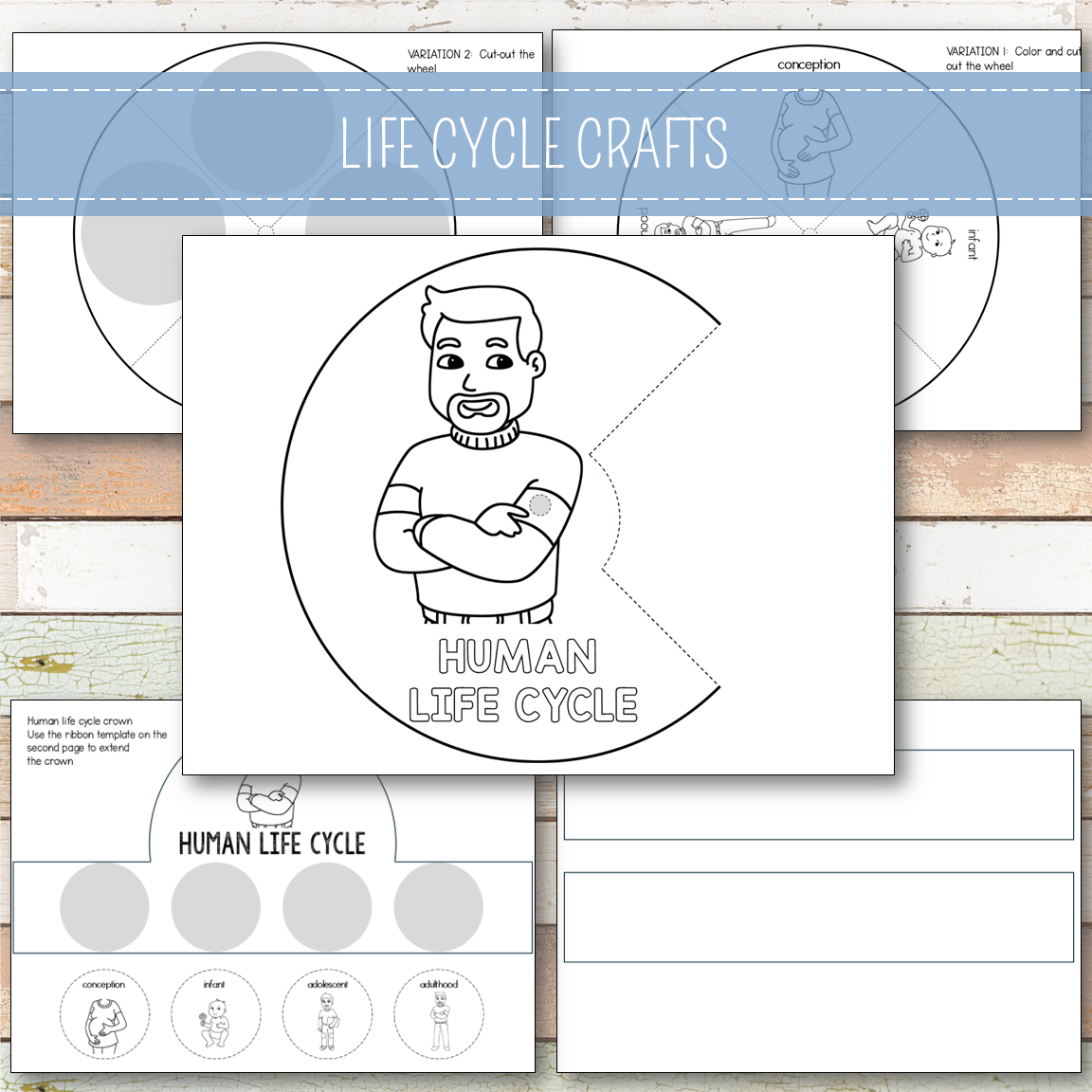 Human Male Life Cycle - Montessori Inspired