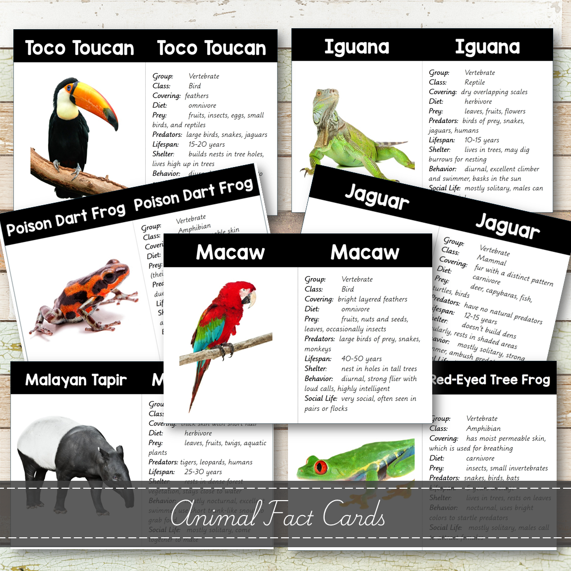 Montessori Rainforest Toob 3 Part Cards [EDITABLE]