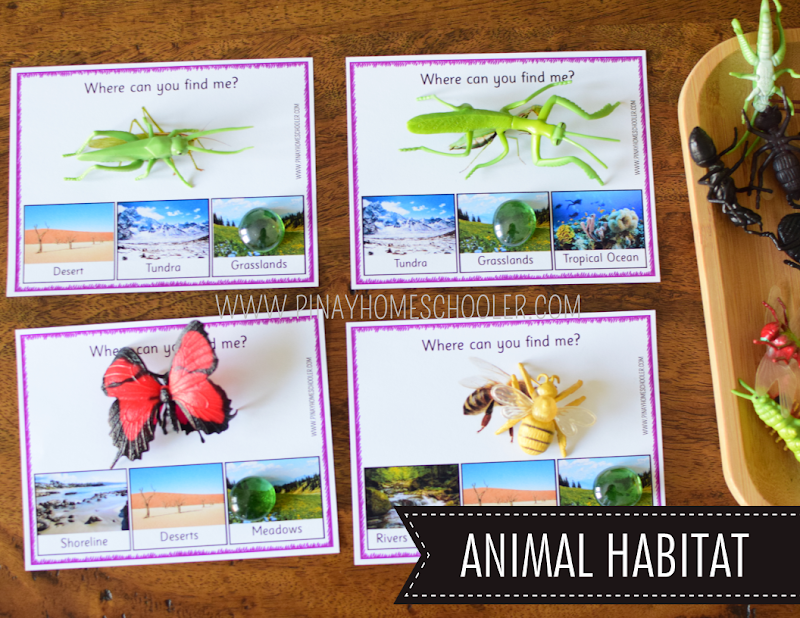 Safari Toob Insect Preschool Kindergarten Learning Pack