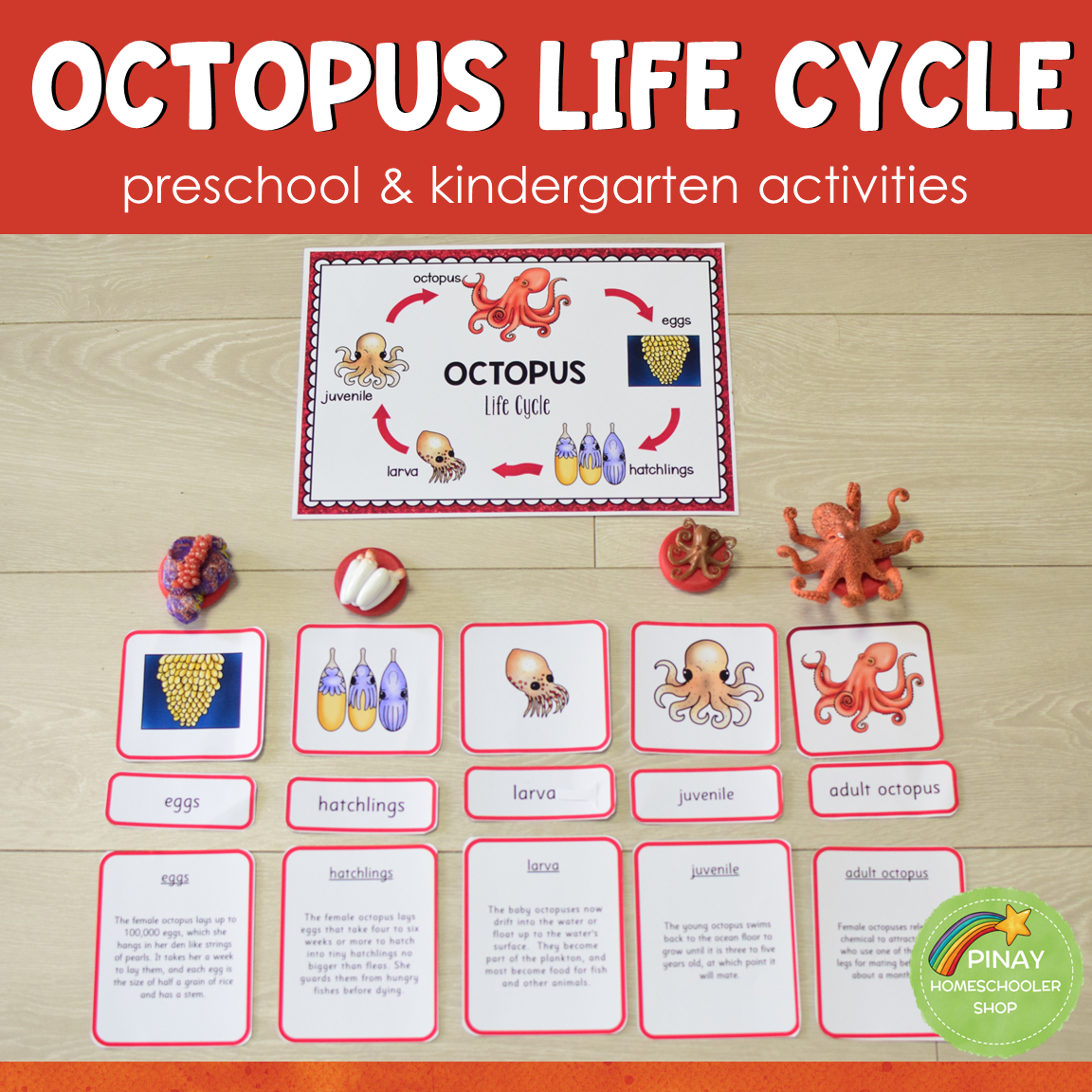 Octopus Life Cycle Montessori Inspired