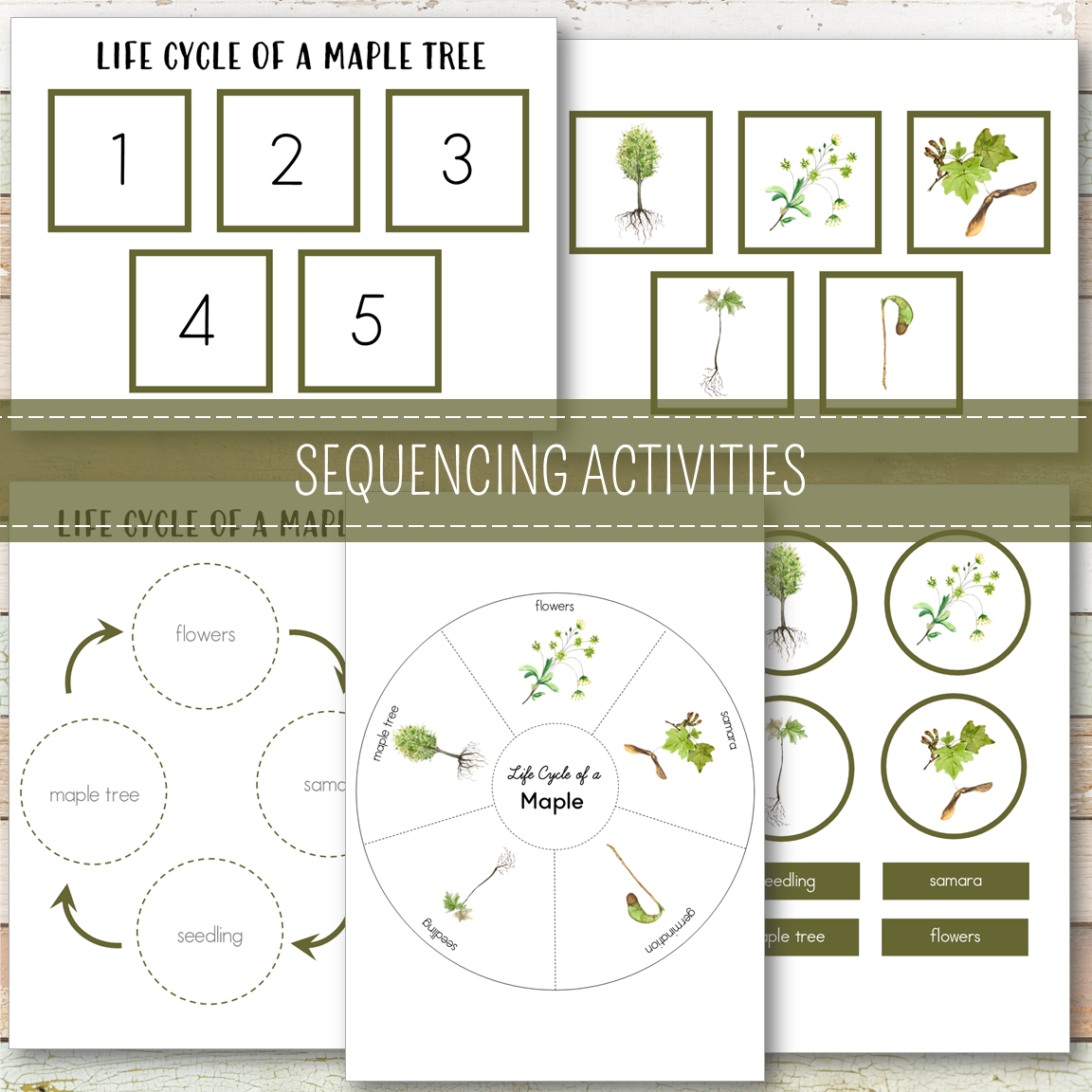 Maple Tree Life Cycle - Montessori Inspired