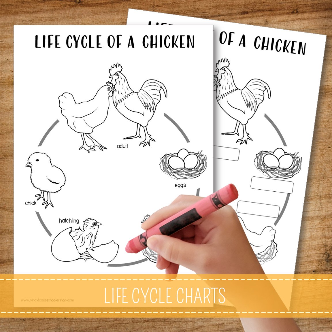 Chicken Life Cycle Montessori Inspired