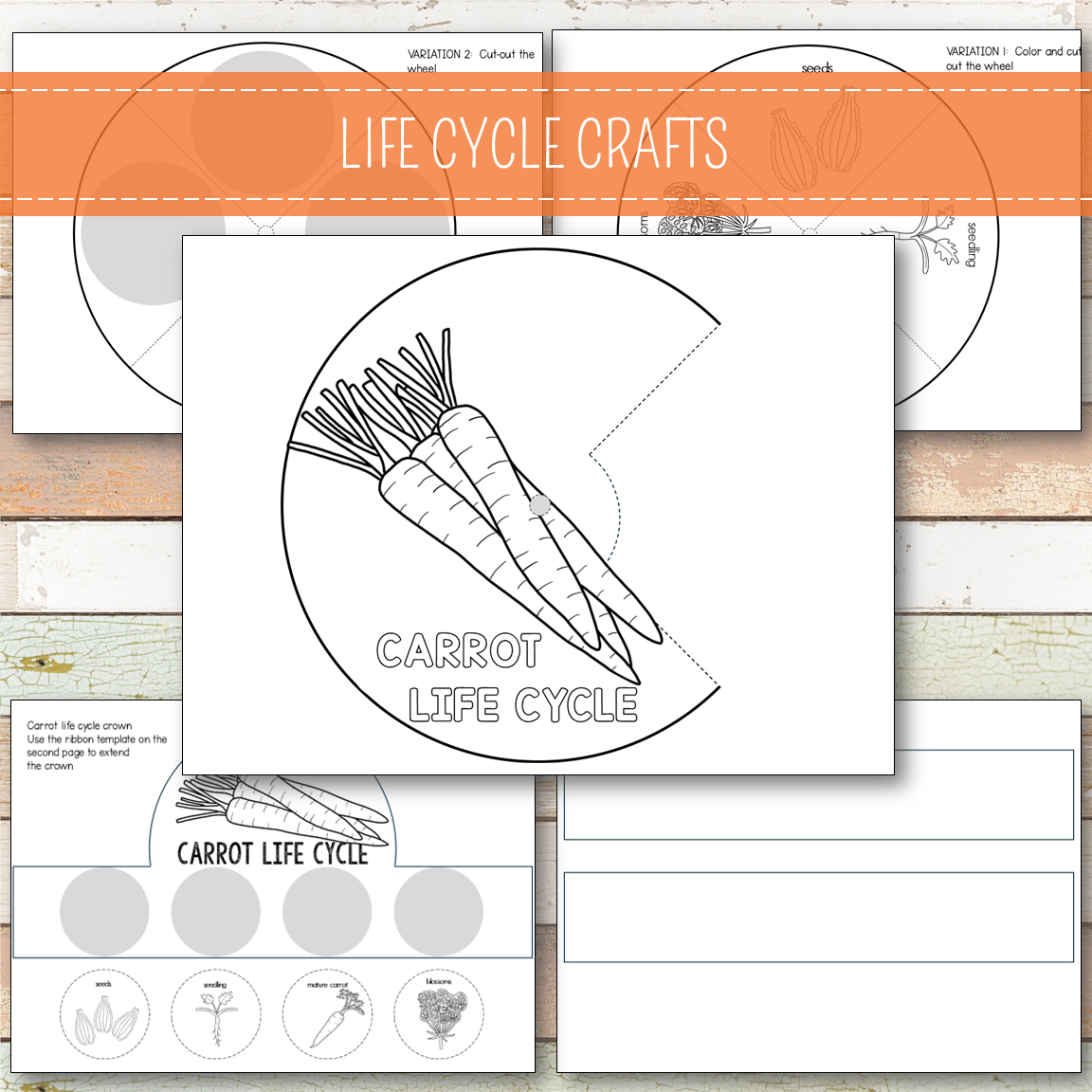 Carrot Life Cycle - Montessori Inspired
