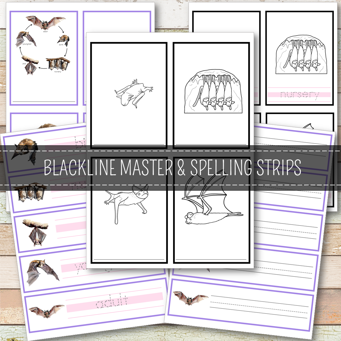 Bat Life Cycle Montessori Inspired