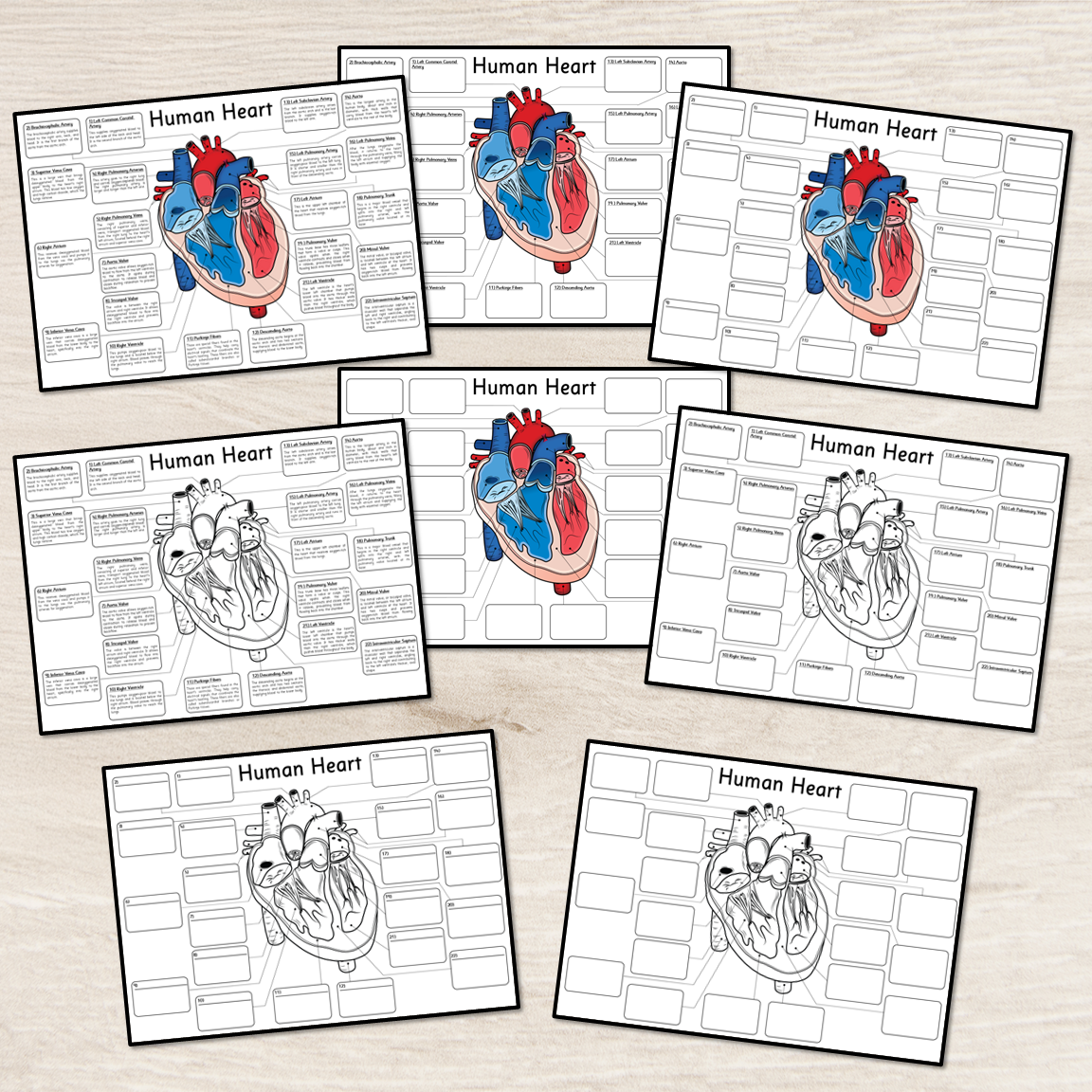 Human Heart Diagram - Big Foldable Activities