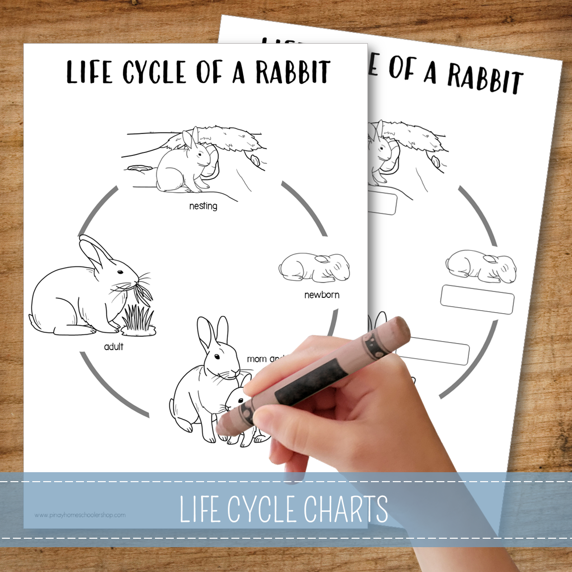 Rabbit Life Cycle Activity Set