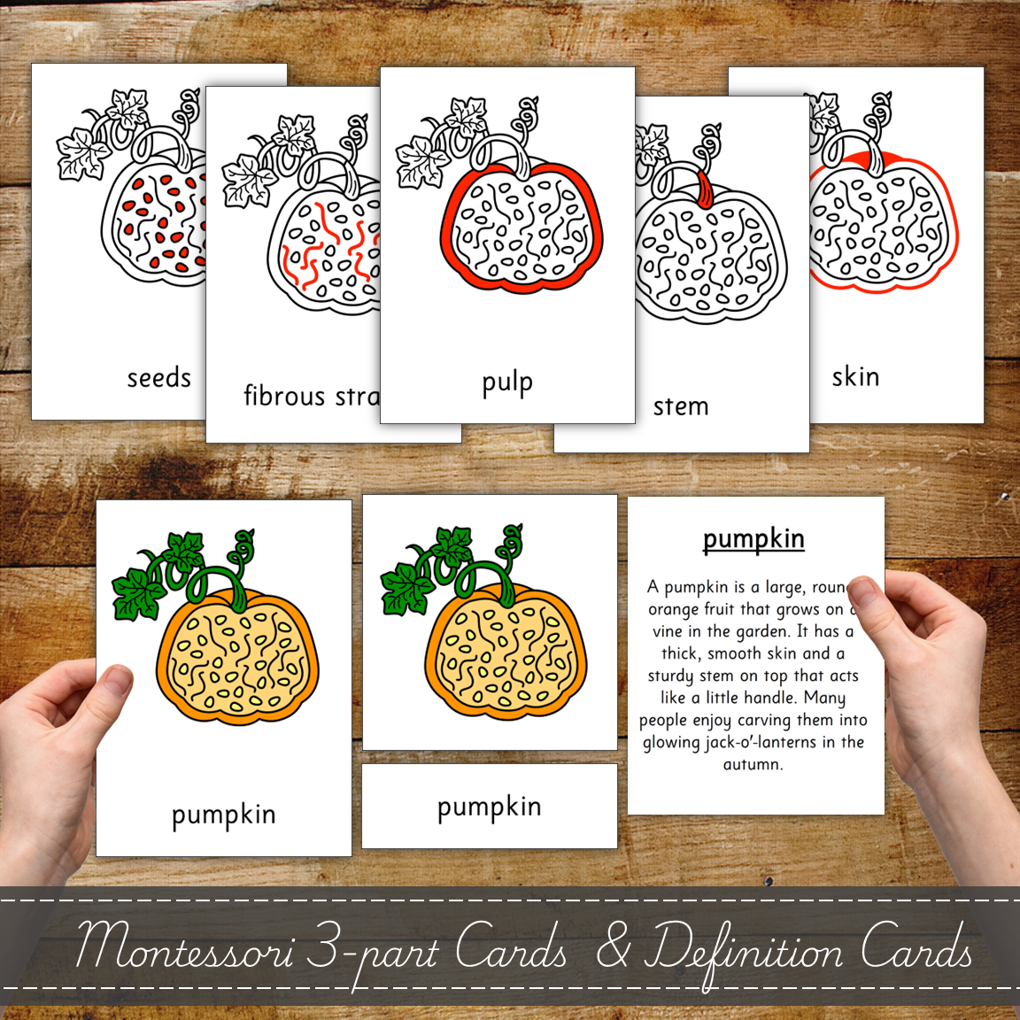 Parts of a Pumpkin - Montessori Inspired